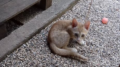 20638845_1602996269732773_7326111455934883460_n