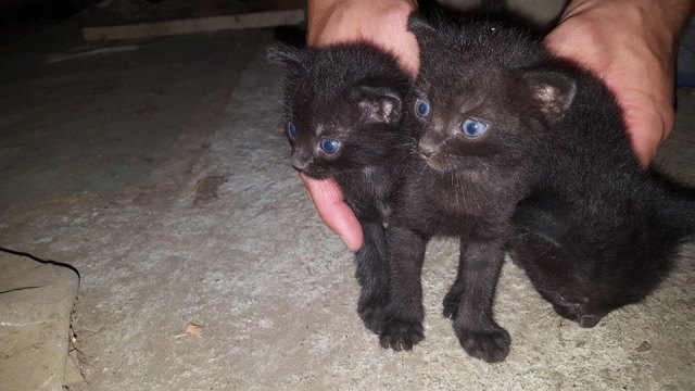 20915546_1610851672280566_4529723692225282812_n