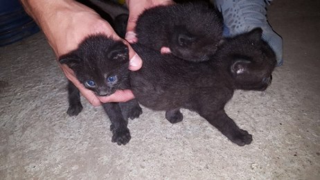 20953612_1610851638947236_3174833169895301960_n