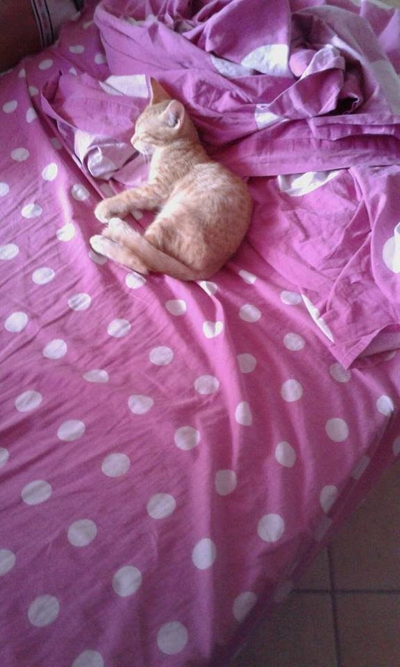 21032332_427745994286381_7880342265833858148_n